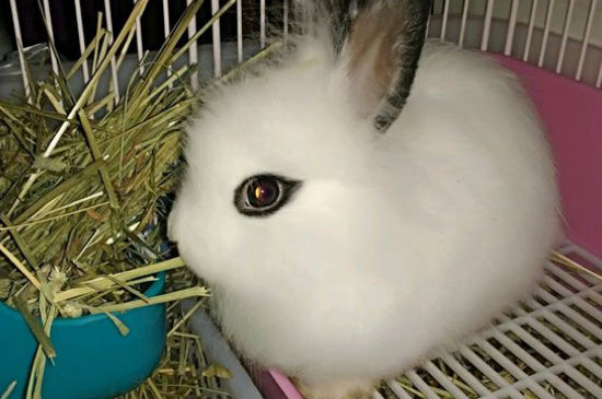 宠物兔不想养了怎么办