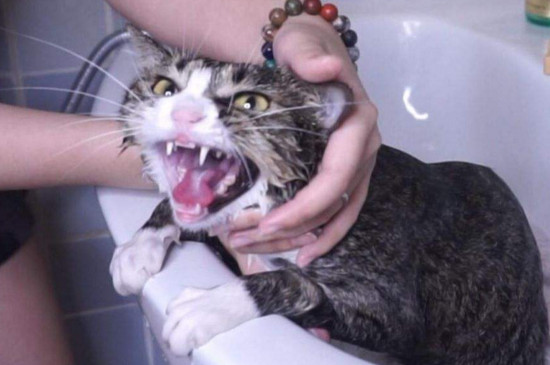小猫吐了没精神怎么办