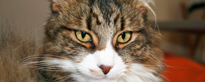 猫腮腺炎症状