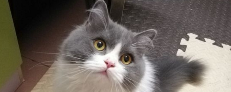 猫咪胡子被剪了会怎样