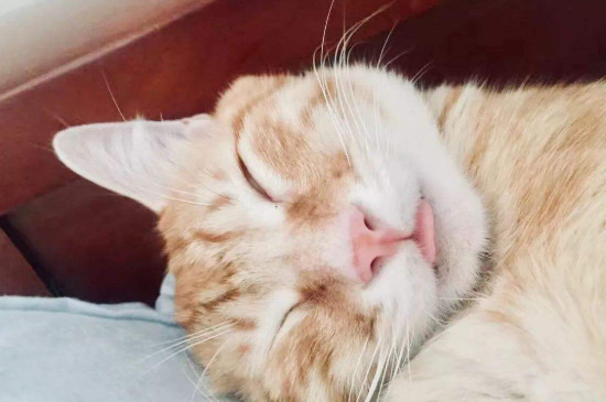 猫咪脱毛一块块怎么办