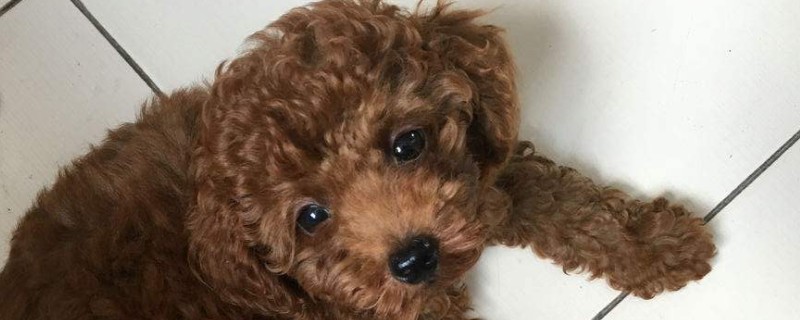 泰迪犬恨主人的表现