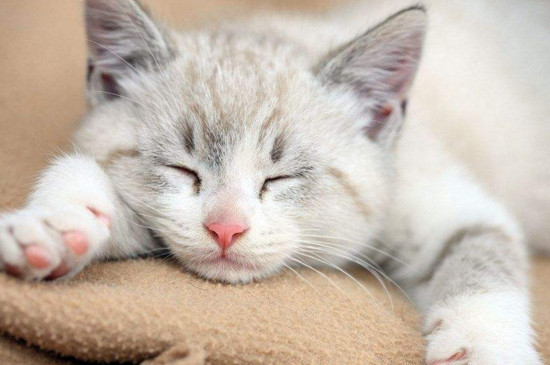 猫咪误吃杀虫剂怎么办