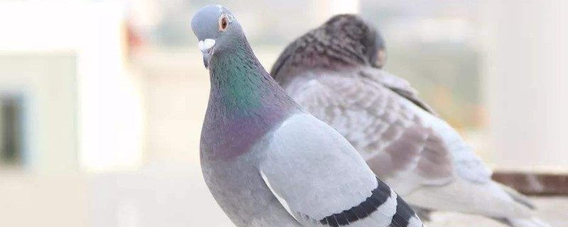 肠虫清鸽子一次吃多少