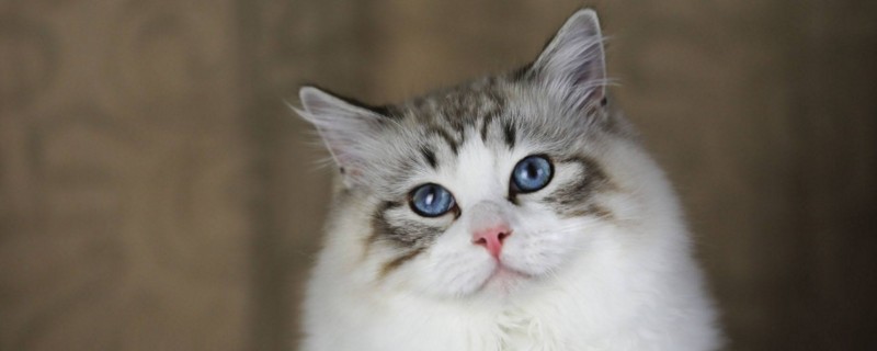 山猫布偶不值钱吗