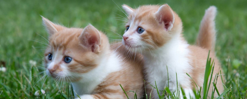 猫咪软骨病早期