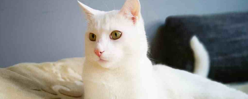 猫咪尾巴抖动什么意思