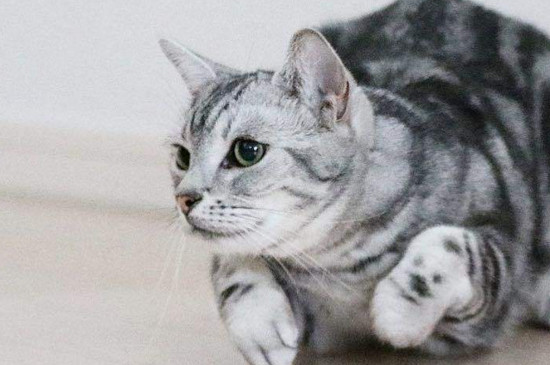 猫有体味吗