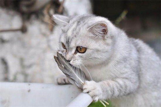 如何判断母猫怀孕