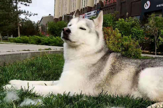 冬天可以不出门遛狗吗