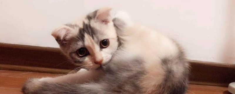 小猫离开母猫会难过吗