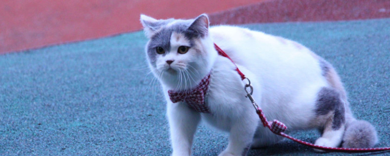 吃什么让猫的毛色发亮