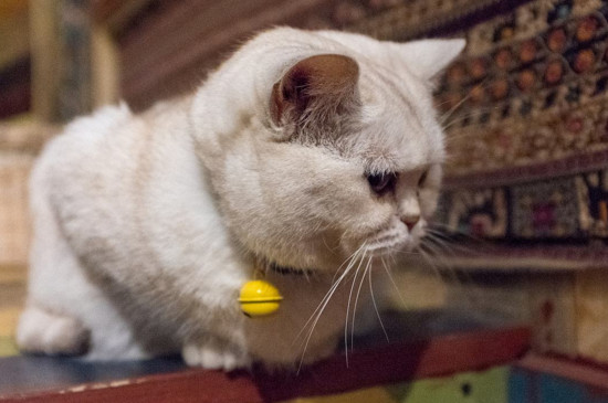 猫咪老咬人是磨牙吗