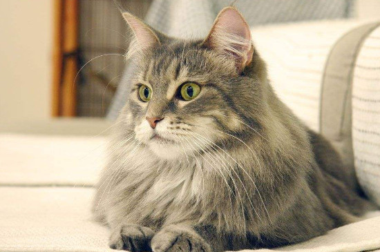 缅因猫多大开始发毛