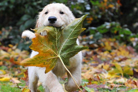 狗得了狂犬病多久会死