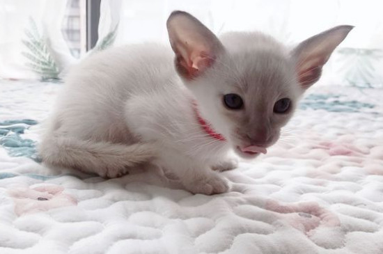 猫为什么不能白送人