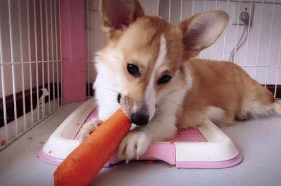 狗狗能吃豌豆吗