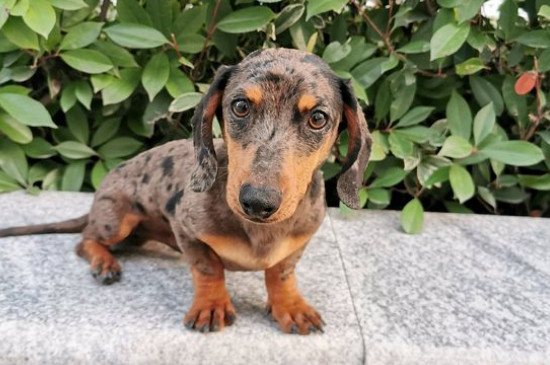 懒人适合养什么小型犬