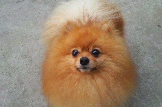 适合家养的小型犬