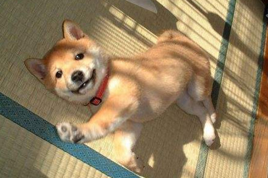 柴犬到底应该不应该打