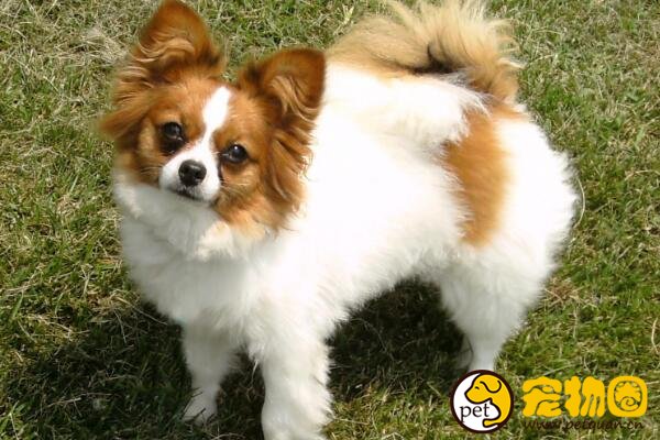 纯种蝴蝶犬价格不低于5000，耳朵像蝴蝶尾巴像松鼠