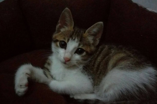 猫在晚上看得见吗