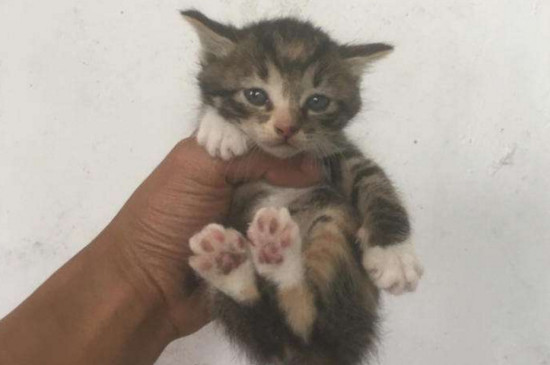 狸花猫可以关家里养吗