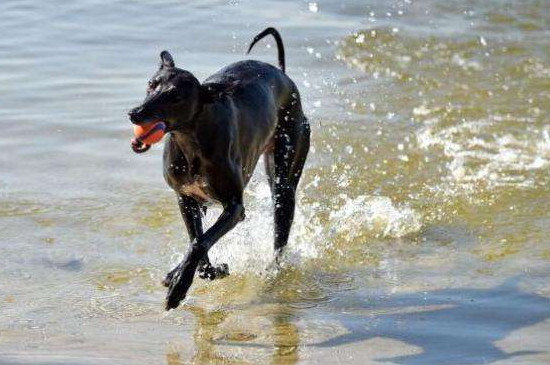 细犬怎么养不咬人