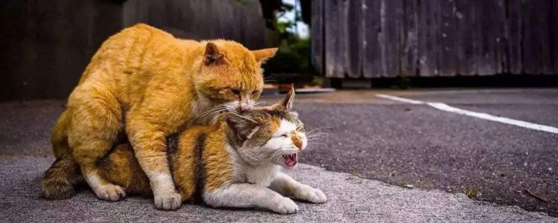 公猫不会配怎么办