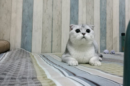 猫可以吃鸡肉吗