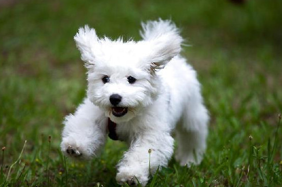 比熊犬有泪痕怎么办