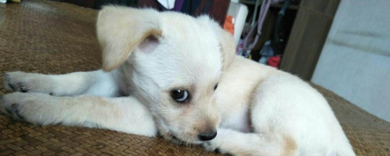 养串串狗丢人吗