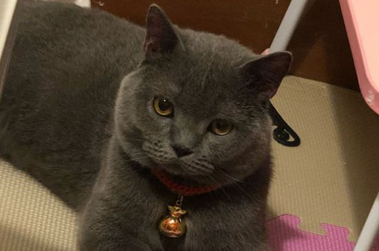猫每次只吃一点点
