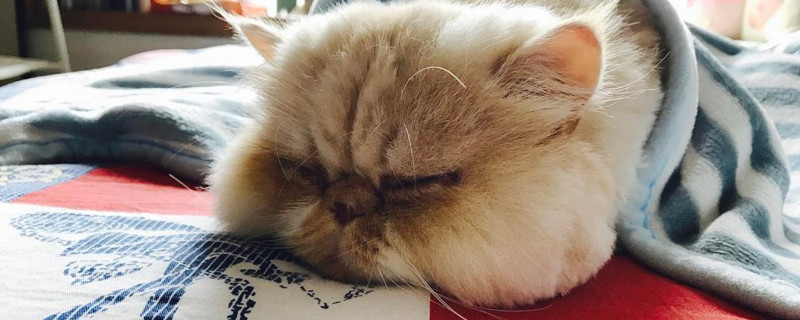猫吃了绳子能排出吗