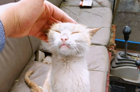 摸完流浪猫怎么处理，注意洗手消毒别传染给家猫