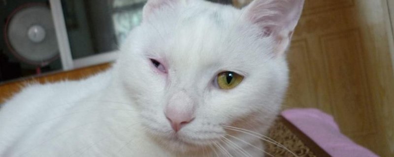 猫产后出血多久干净