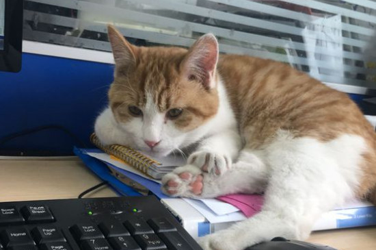 橘猫千万不能养，比较贪吃不爱运动导致很容易长胖
