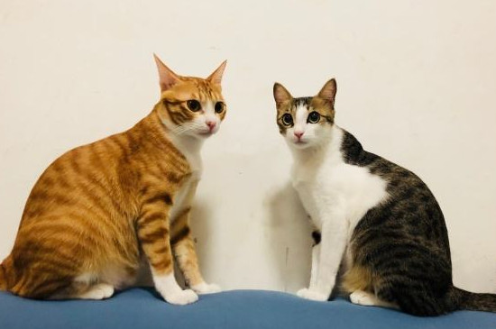 猫猫亲近人的表现
