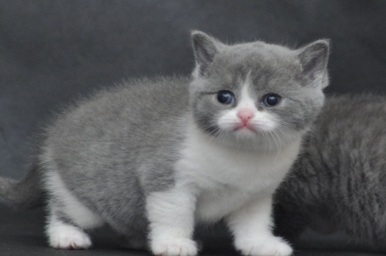 猫眼睛流黄水
