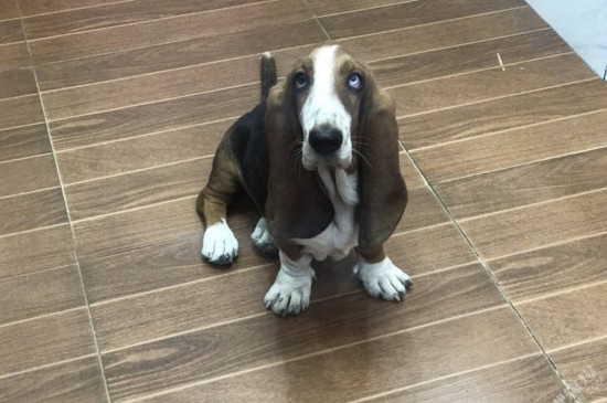 比格犬和巴吉度的区别，看耳朵就能一眼分辨出来