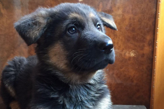 德牧幼犬什么时候打疫苗，7～8周开始接种多联疫苗