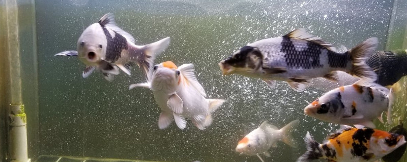 怎么算鱼缸多少升水