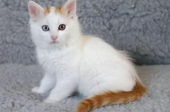 猫咪鼻子干耳朵热
