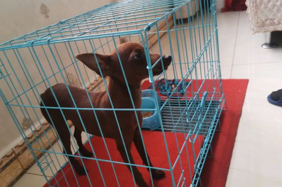 无体味不掉毛的小型犬