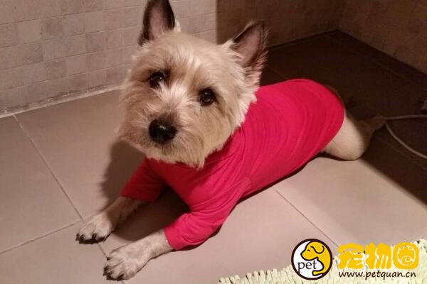 凯恩梗犬是工作犬里最小的犬种，非常在乎主人对自己的爱