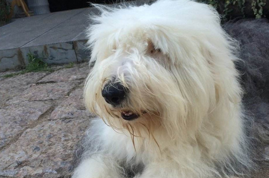 古牧幼犬价格大概多少，一只纯种犬需要3000-15000元
