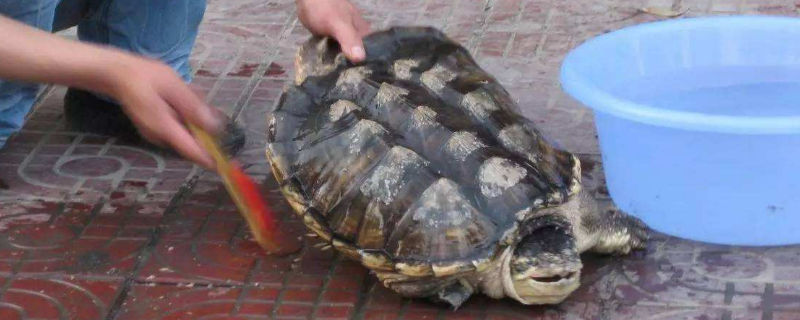 鳄龟壳子可以刷吗