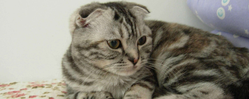 折耳猫腿疼表现