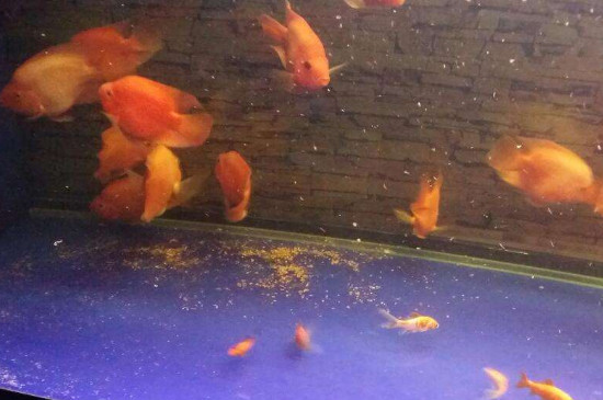 怎么清理鱼缸底部的粪便