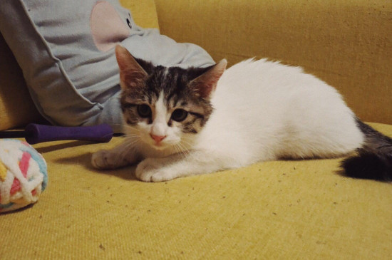 猫在床上拉尿什么原因